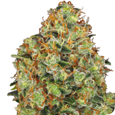 White Label Cannabis Seeds American Line Sweet Tangerine Tango Auto