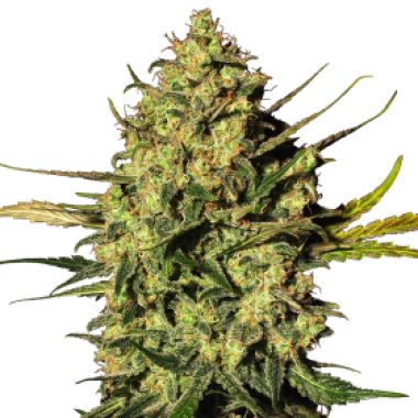 White Label Cannabis Seeds Master Kush Auto