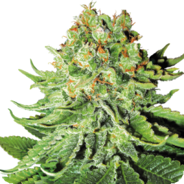 White Label Cannabis Seeds Northern Lights Auto