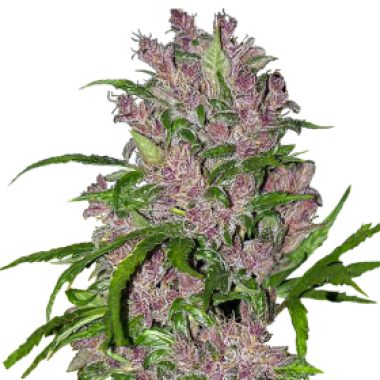 White Label Cannabis Seeds Purple Bud Auto