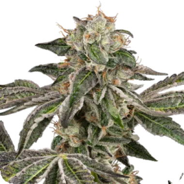 White Label Cannabis Seeds Runtz Auto