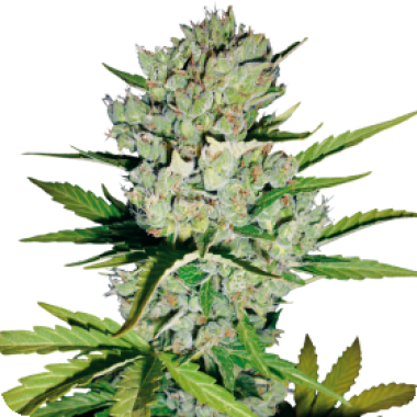 White Label Cannabis Seeds Skunk 1 Auto
