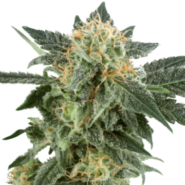 White Label Cannabis Seeds Snow Ryder