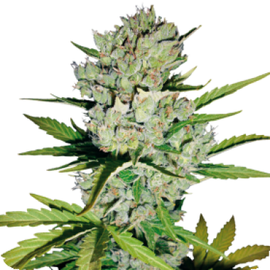 White Label Cannabis Seeds Super Skunk Auto