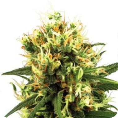 White Label Cannabis Seeds White Haze Auto