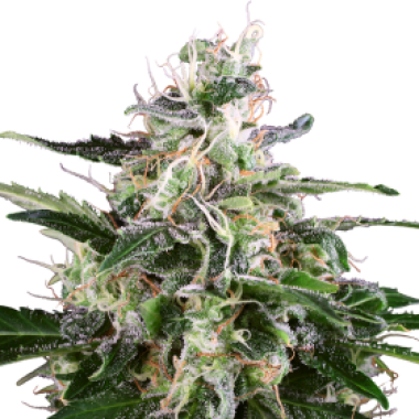 White Label Cannabis Seeds White Skunk Auto