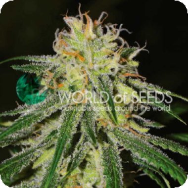World Of Cannabis Seeds Cannabis Seeds Amnesia Early Version