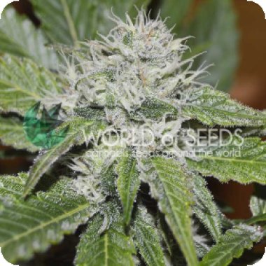 World Of Cannabis Seeds Cannabis Seeds Amnesia Ryder