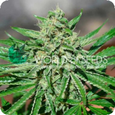 World Of Cannabis Seeds Cannabis Seeds Cbd Tonic