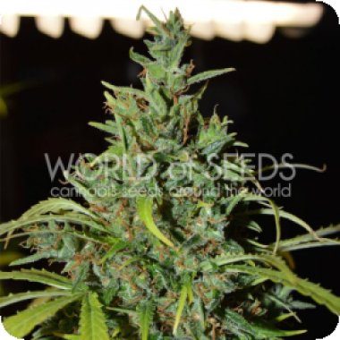 World Of Cannabis Seeds Cannabis Seeds Neville Haze Ryder