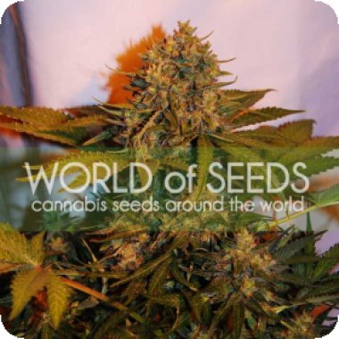 World Of Cannabis Seeds Cannabis Seeds Northern Light X Big Bud Ryder