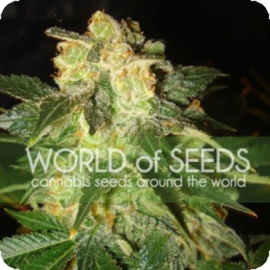 World Of Cannabis Seeds Cannabis Seeds Pakistan Ryder
