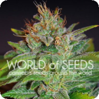 World Of Cannabis Seeds Cannabis Seeds Skunk 47