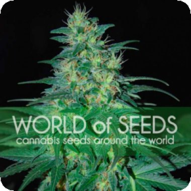 World Of Cannabis Seeds Cannabis Seeds South African Kwazulu