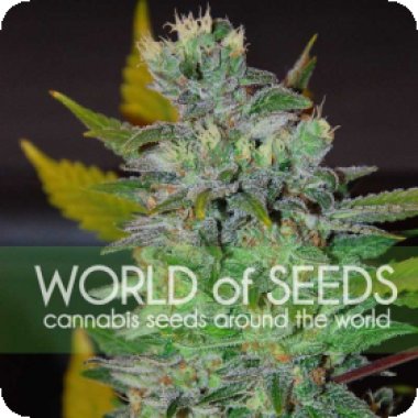 World Of Cannabis Seeds Cannabis Seeds Space