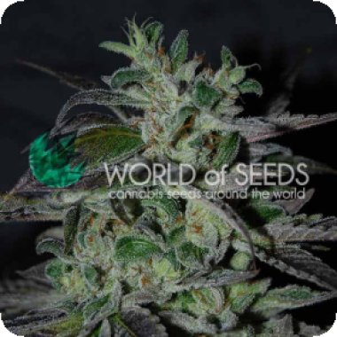 World Of Cannabis Seeds Cannabis Seeds Strawberry Blue Early Version