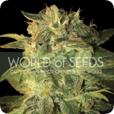 World Of Cannabis Seeds Cannabis Seeds Sugar Mango Ryder