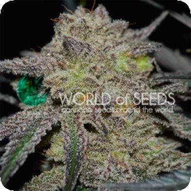 World Of Cannabis Seeds Cannabis Seeds Tonic Ryder