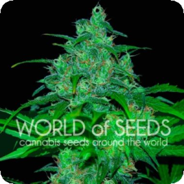 World Of Cannabis Seeds Cannabis Seeds Wild Thailand