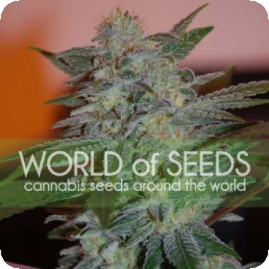 World Of Cannabis Seeds Cannabis Seeds Yumbolt 47