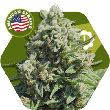 Zambeza Cannabis Seeds Misty Gorilla Auto