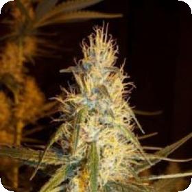 Pink Floyd Regular Seeds Pink Floyd Regular Seeds