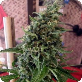 Douce Nuit Feminised Seeds