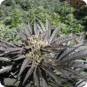 Frencheese Feminised Seeds