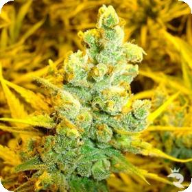1024 Feminised Seeds 1024 Feminised Seeds
