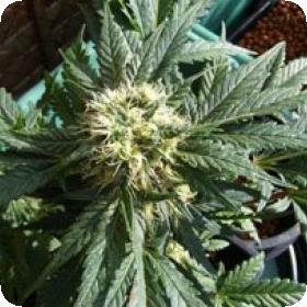 Ortega Regular Seeds
