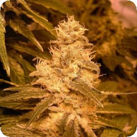 Kush Auto Feminised Seeds Kush Auto Feminised Seeds