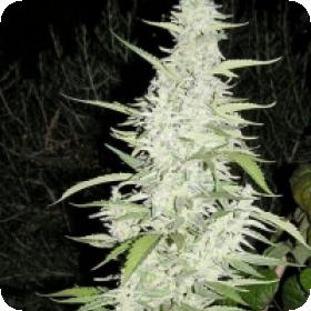 Maroc Feminised Seeds Maroc Feminised Seeds