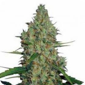 G13 Haze Regular Seeds G13 Haze Regular Seeds