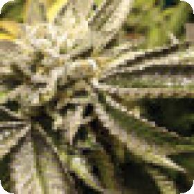 17 Canadian Kush Jpg