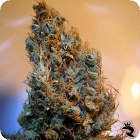 2046 Feminised Seeds 2046 Feminised Seeds