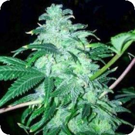 22 Feminised Seeds 22 Feminised Seeds