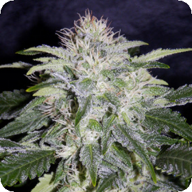 24 Carat AUTO Feminised Seeds