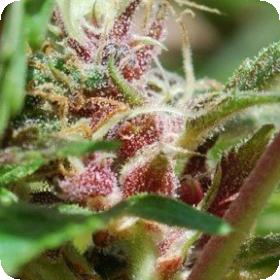 Red Purps Feminised Seeds Red Purps Feminised Seeds
