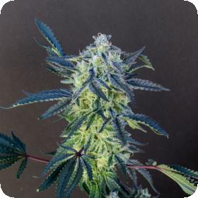 2 Scoops Regular Seeds 2 Scoops Regular Seeds
