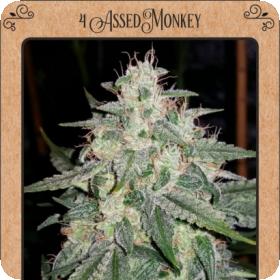 4 Assed Monkey Auto Feminised Seeds 4 Assed Monkey Auto Feminised Seeds