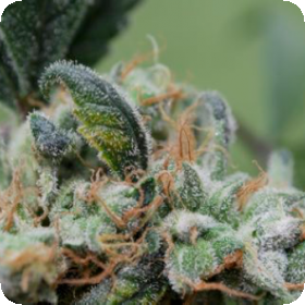 Blueberry Cheesecake Feminised Seeds Blueberry Cheesecake Feminised Seeds