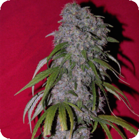 Sex Bud Feminised Seeds Sex Bud Feminised Seeds