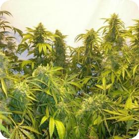 Black Samba SuperAuto Feminised Seeds Black Samba SuperAuto Feminised Seeds
