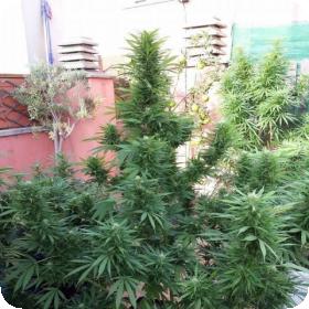 Jamaican Berry SuperAuto Feminised Seeds Jamaican Berry SuperAuto Feminised Seeds