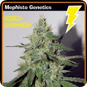 Chemdogging Auto Feminised Seeds Chemdogging Auto Feminised Seeds