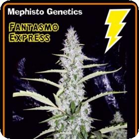 Fantasmo Express Auto Feminised Seeds Fantasmo Express Auto Feminised Seeds