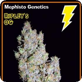 Ripley's OG Auto Feminised Seeds Ripley's OG Auto Feminised Seeds