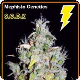 S.O.D.K Auto Feminised Seeds