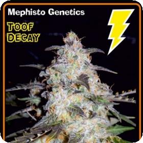 Toof decay Auto Feminised Seeds Toof decay Auto Feminised Seeds
