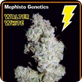 Walter White Auto Feminised Seeds Walter White Auto Feminised Seeds
